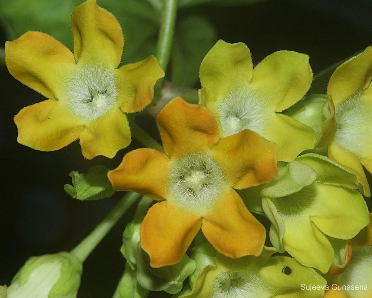 Telosma cordata (Burm.f.) Merr.